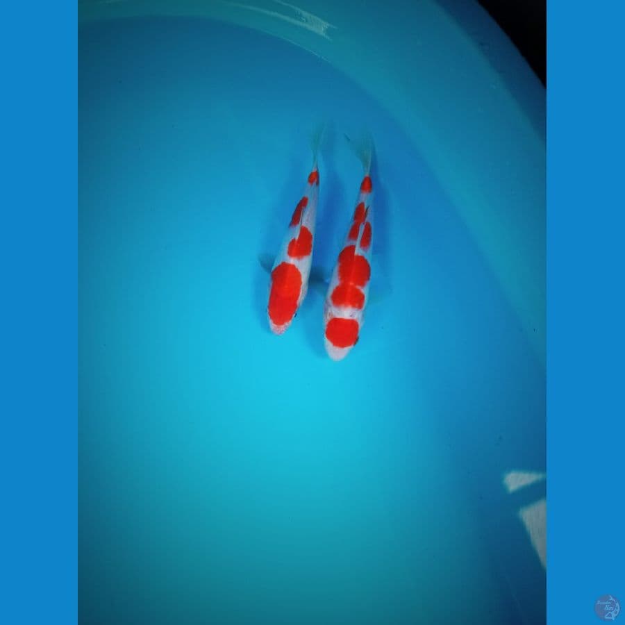 kohaku