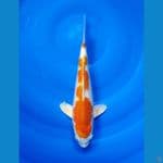 Hariwake size 32 cm 