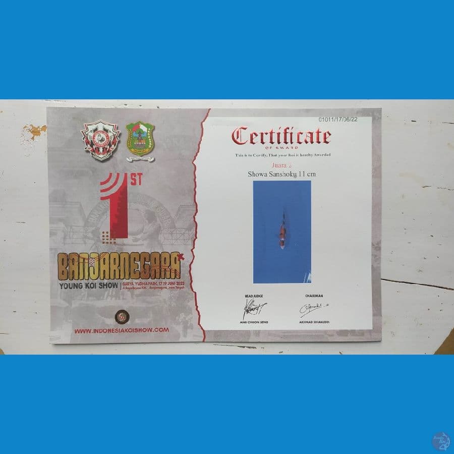 Showa Prestasi 15cm