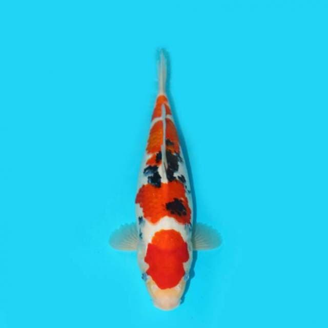 SHOWA MARUTEN F1 35 CM