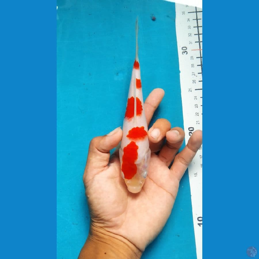 kohaku 19cm Bahan keeping