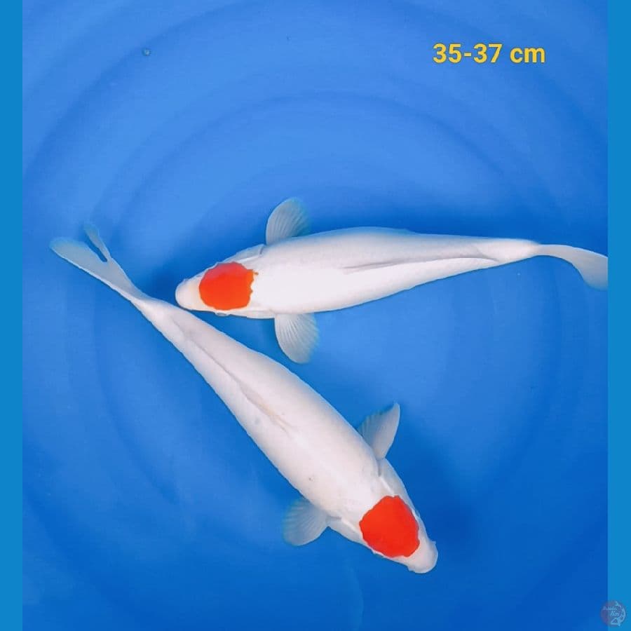 original male 35-37 cm