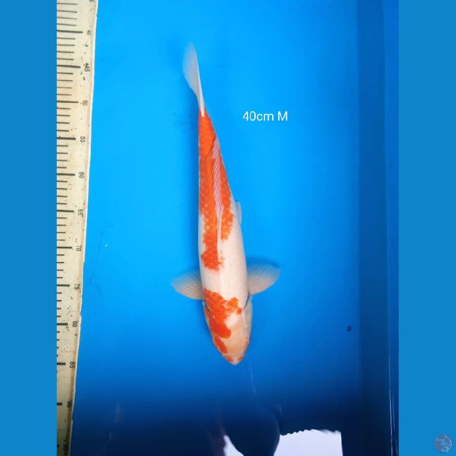 kohaku 40cm M