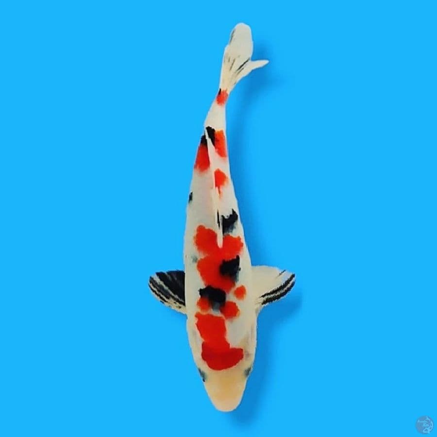 Sankis 27 Male