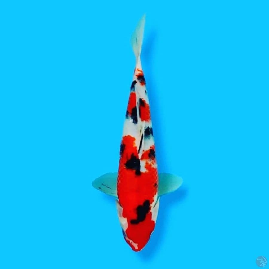 Taisho Sanshoku 29CM FM