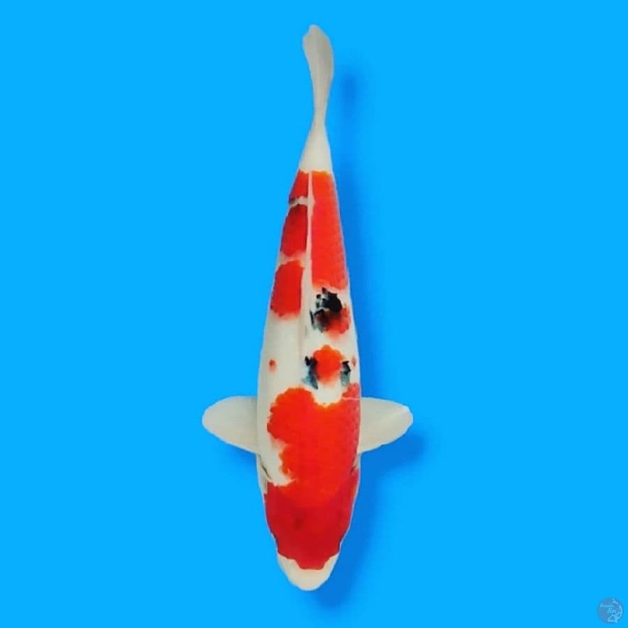 Sanke 28CM Female