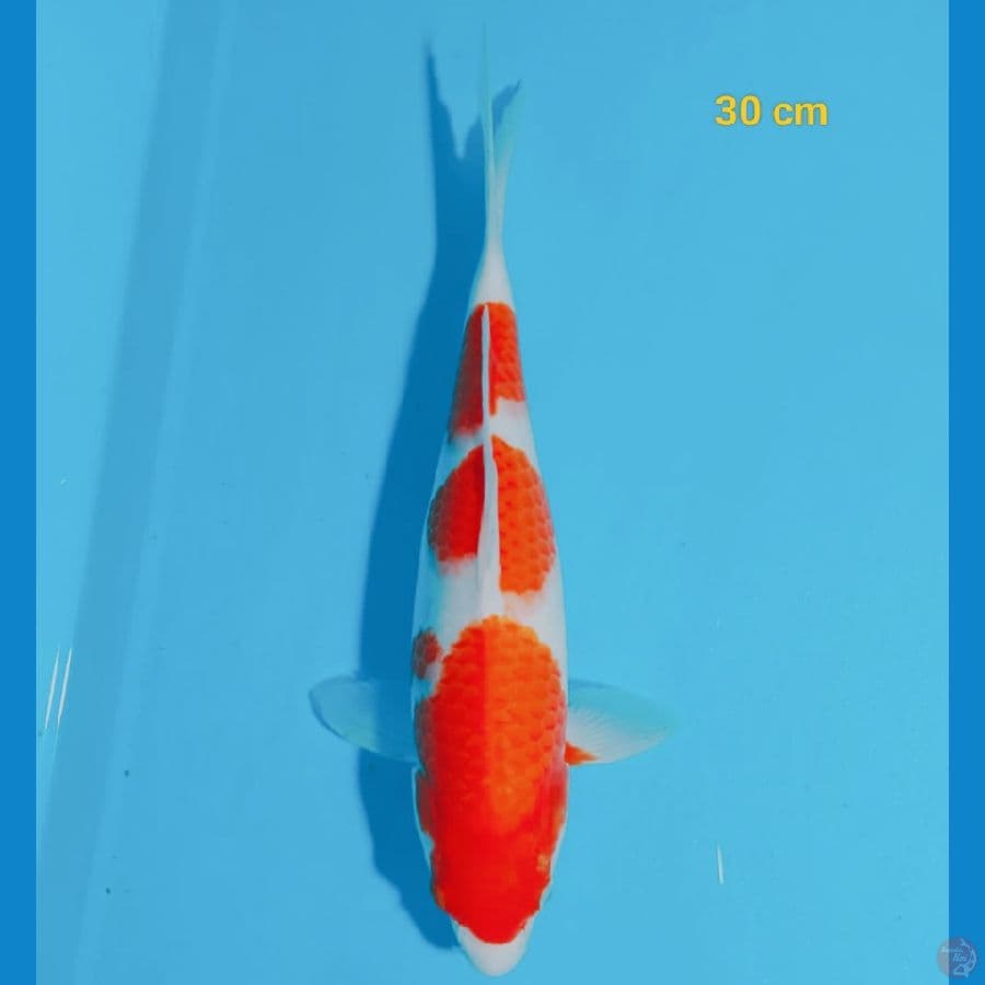 Male 30 cm