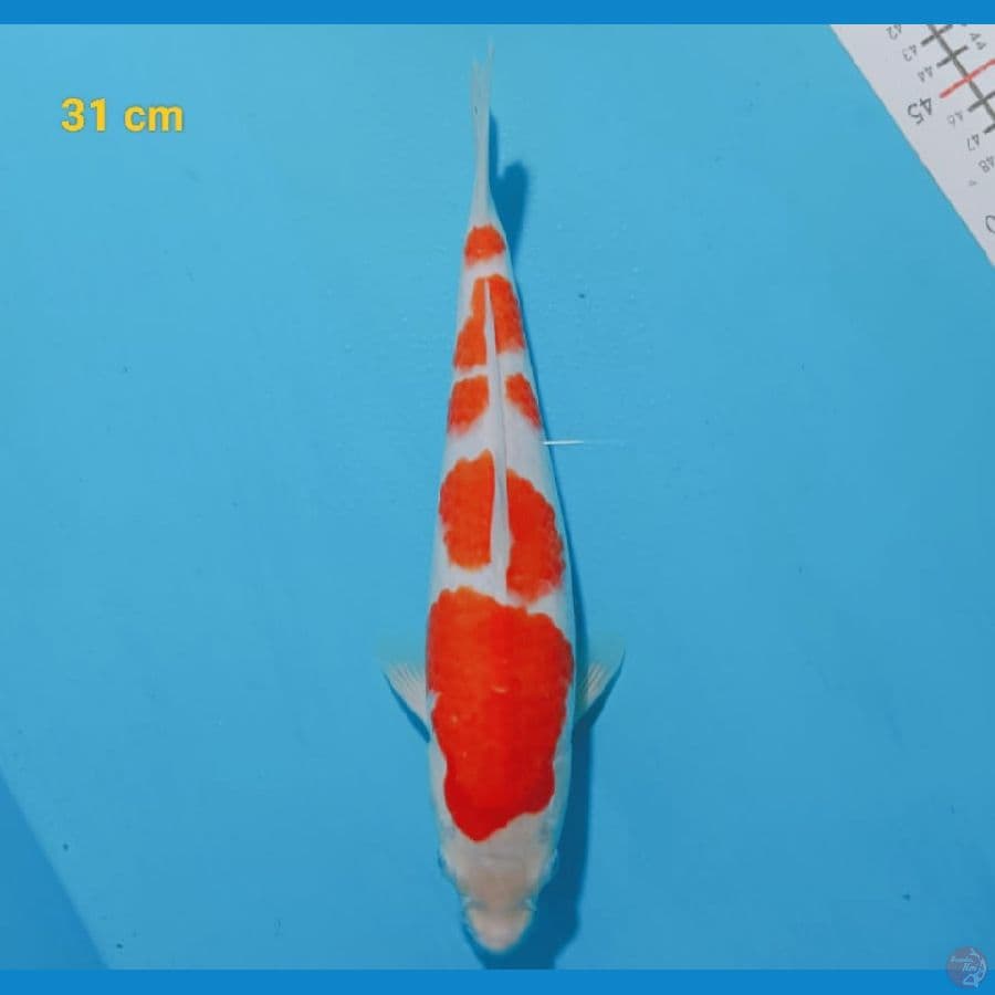 Male 31 cm