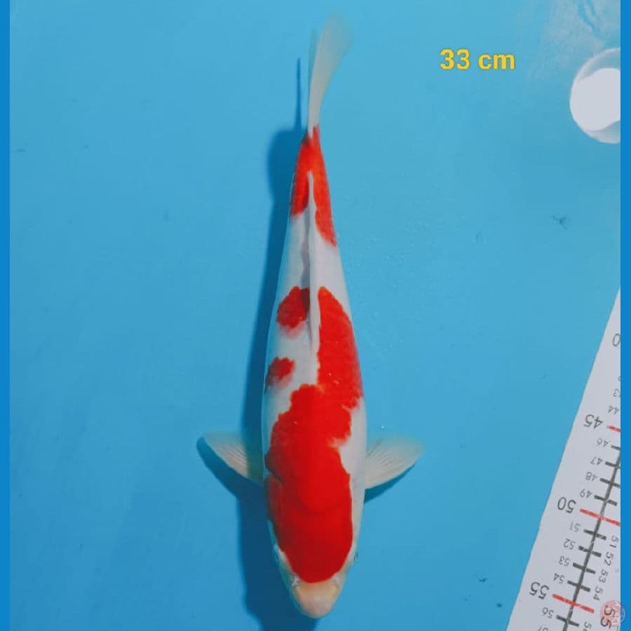 Male 33 cm