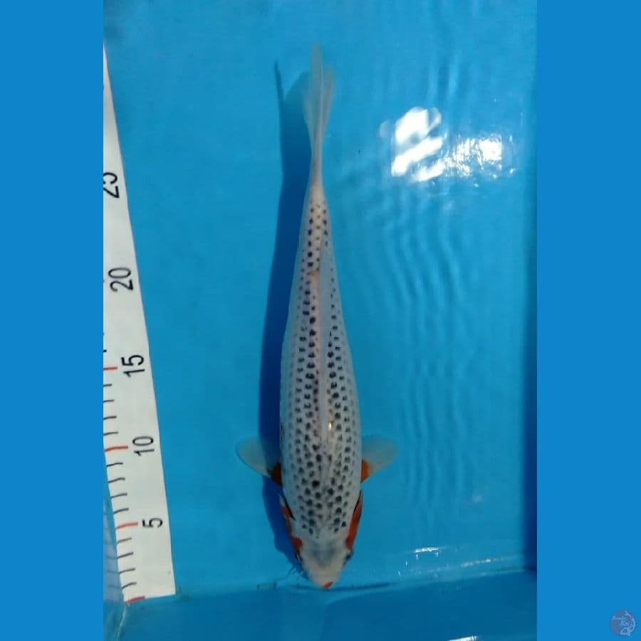 Asagi F 30cm