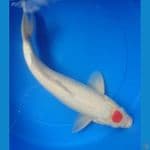 tanchi 39cm male original