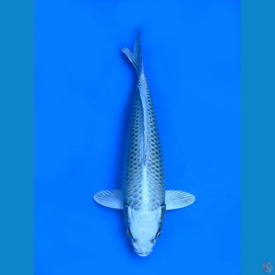 mukasi Sq 42 cm
