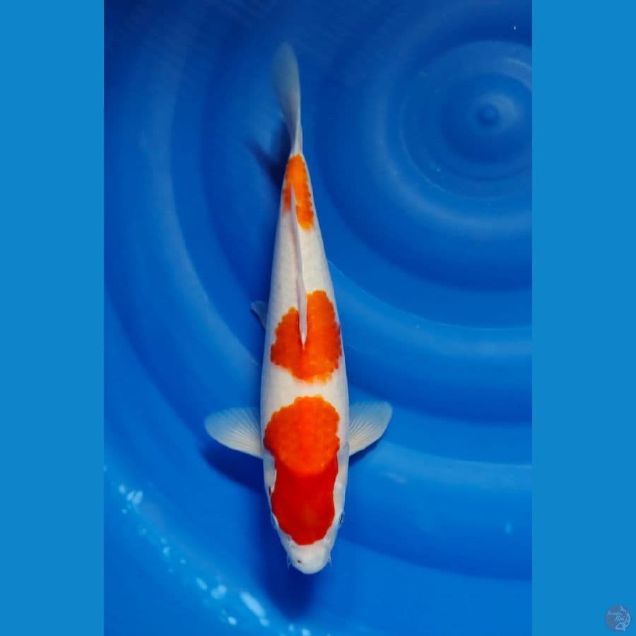 kohaku 35c