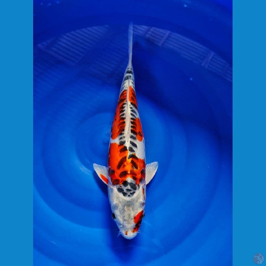 kikoryu 40cm