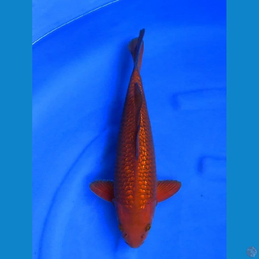 tembaga sq 39cm