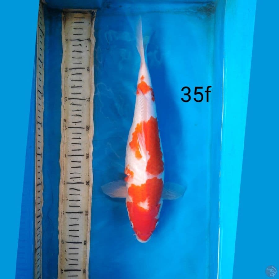kohaku, 35cm female