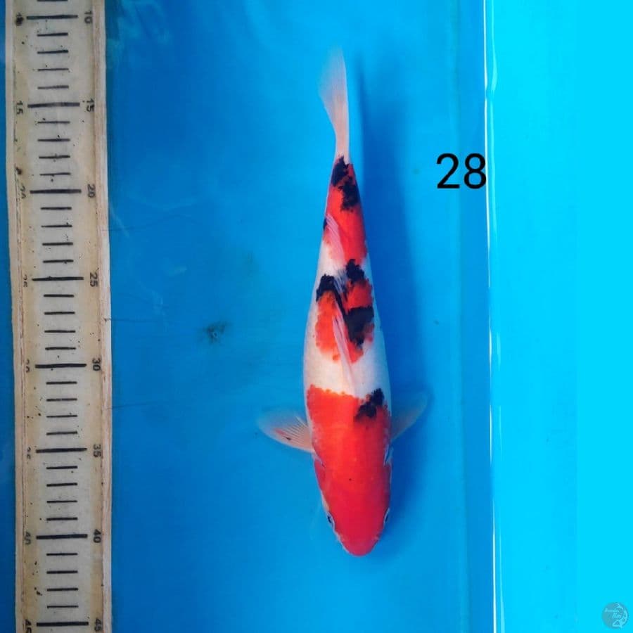 sanke, 28cm
