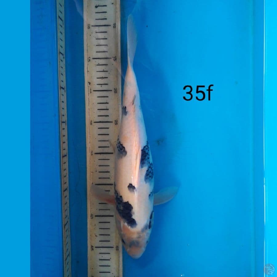 shiro, 35cm female