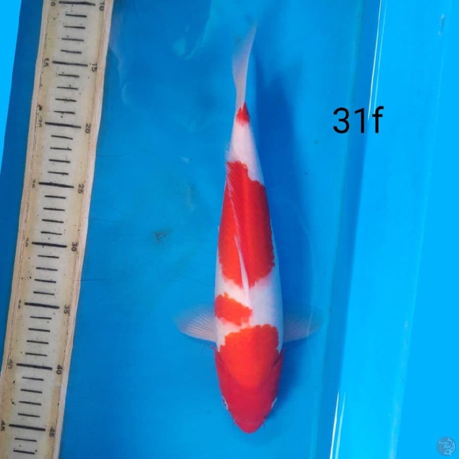 kohaku, 31cm female