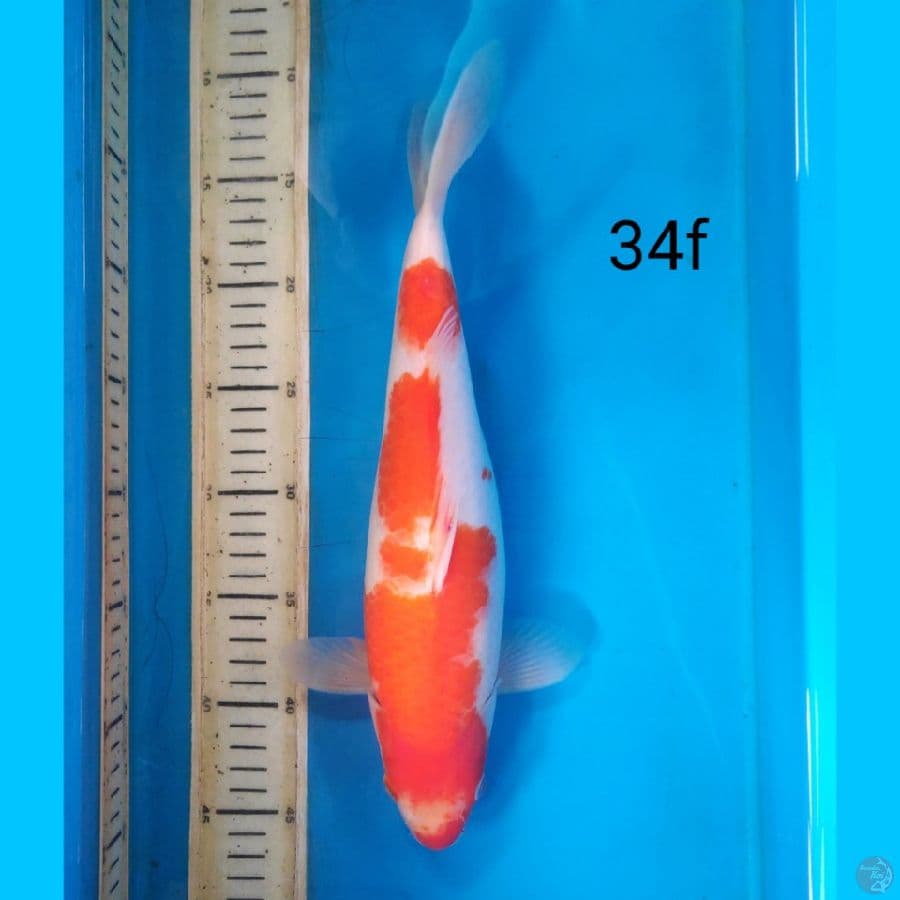 kohaku, 34cm female