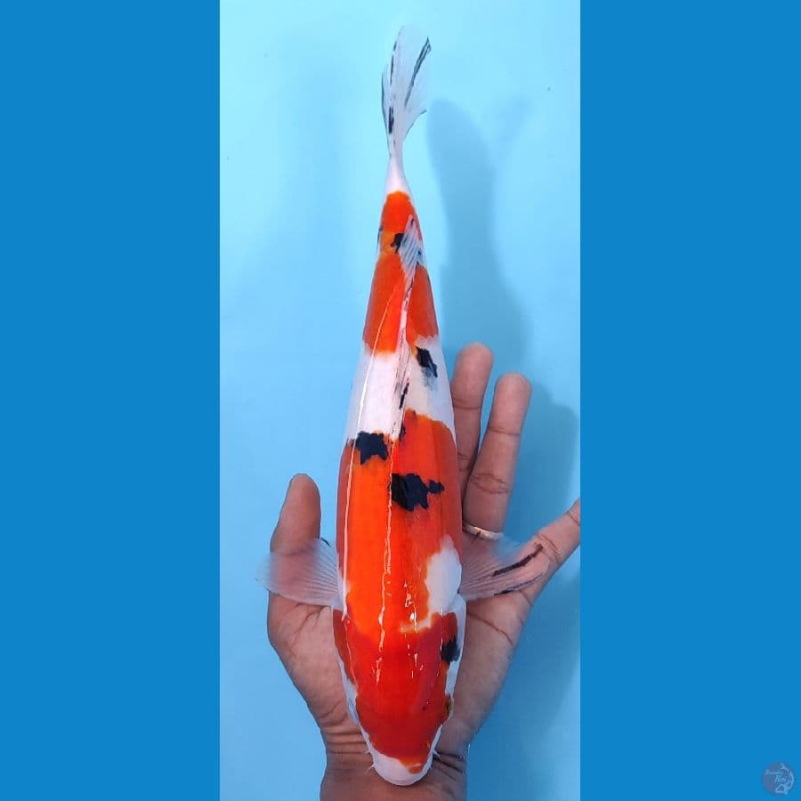 SANKE BAKAT JUMBO ~33CM/FEEMALE~
