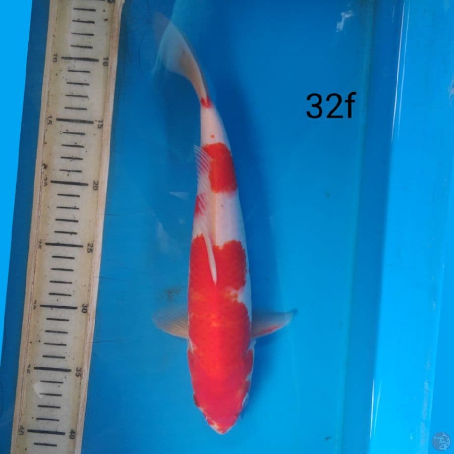 kohaku, 32cm female