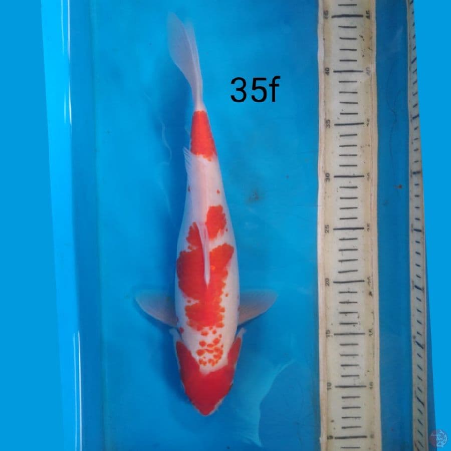 kohaku, 35cm female