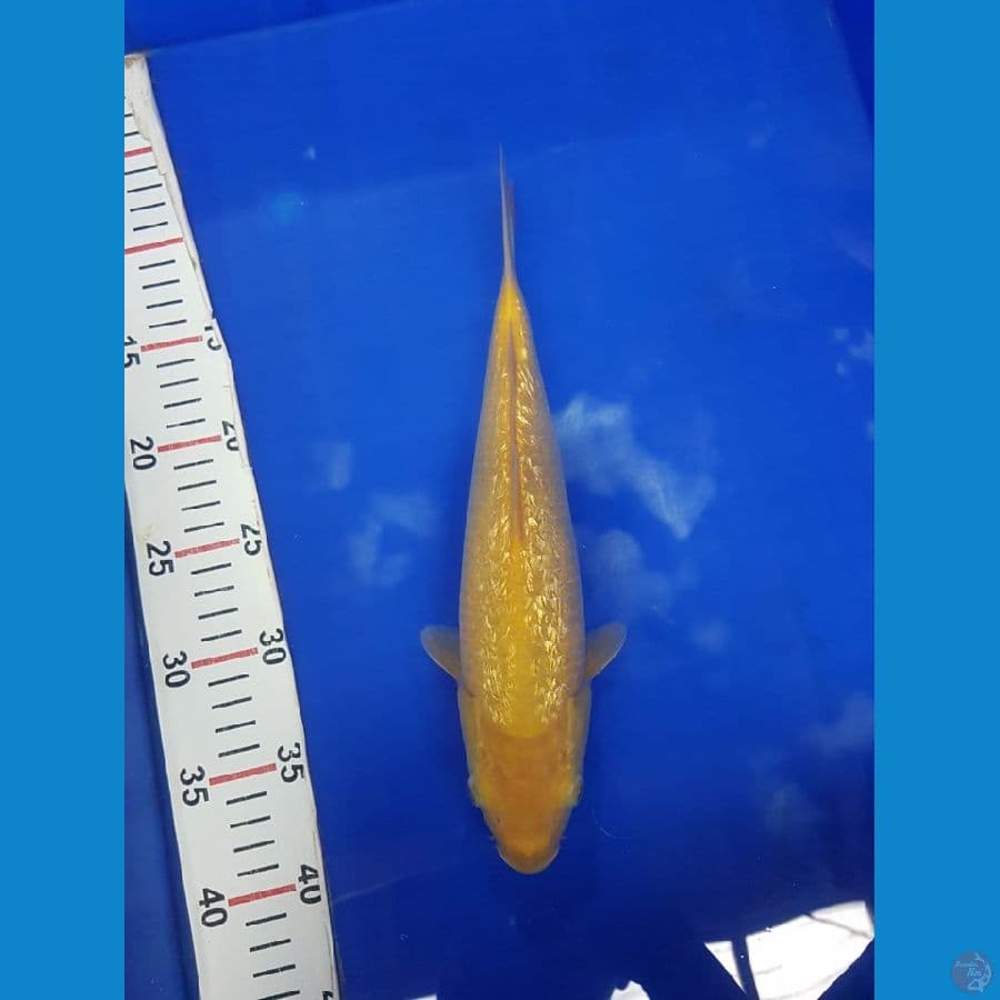 Karasi ginrin male 30cm bulky