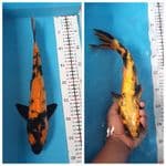 hiutshuri 37Cm