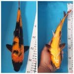 Hiutshuri 32cm