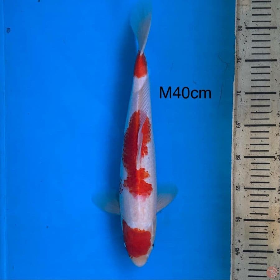 kohaku, 40cm male