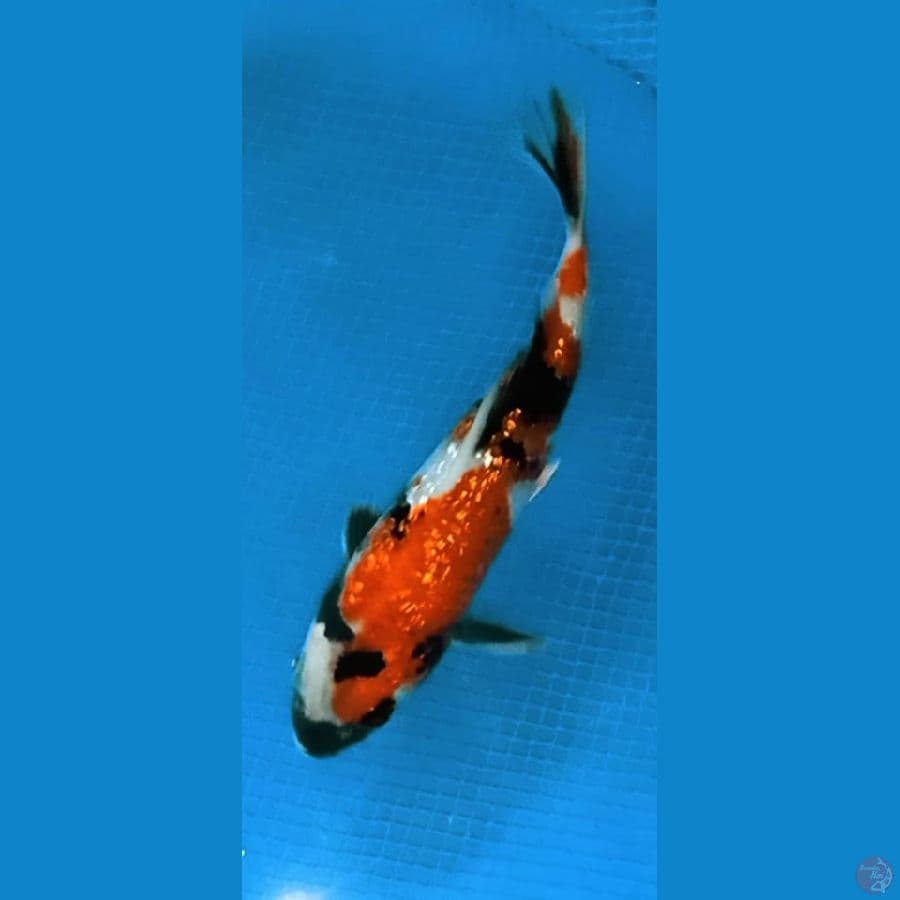 Showa Gindrin 15cm