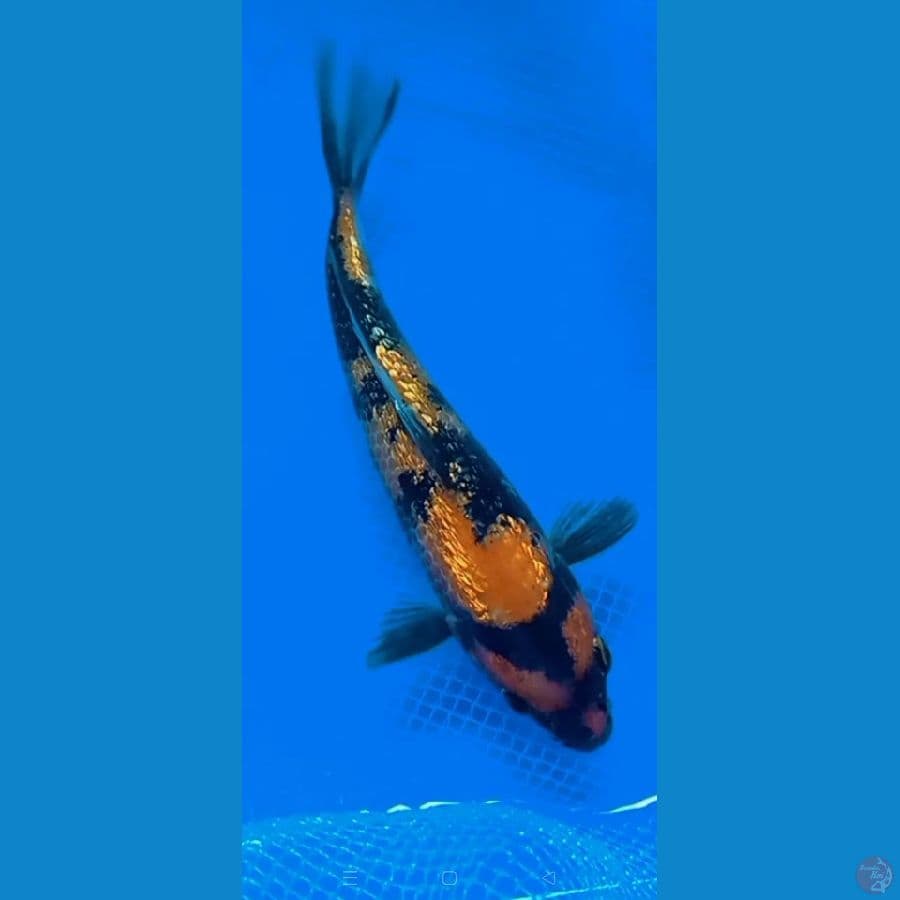 Showa Gindrin 15cm