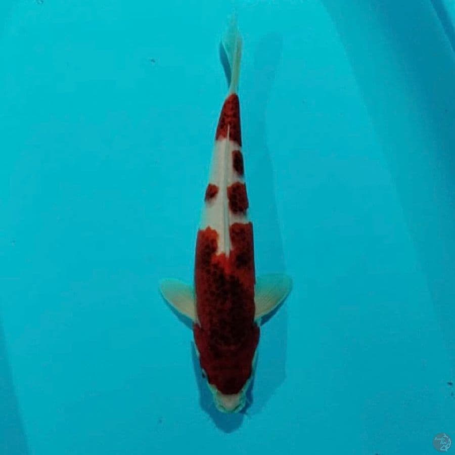 ai koromo 29cm