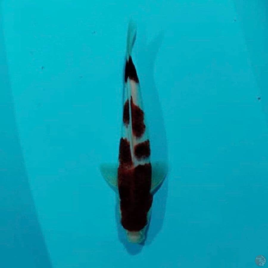koromo 29cm