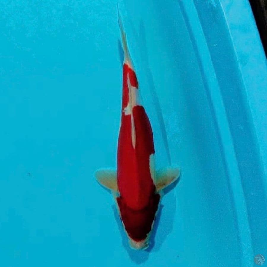 doitsu kohaku murni 28cm
