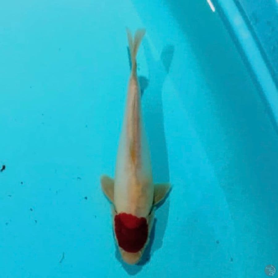 doitsu kohaku murni 25cm