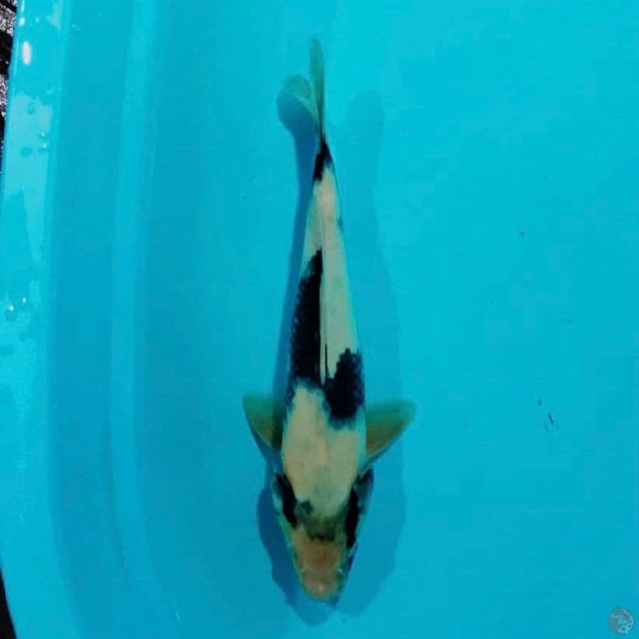 shiro 32cm
