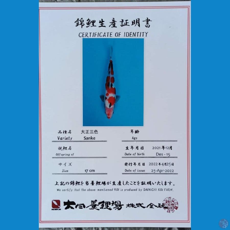 Dainichi Sanke sz 27cm