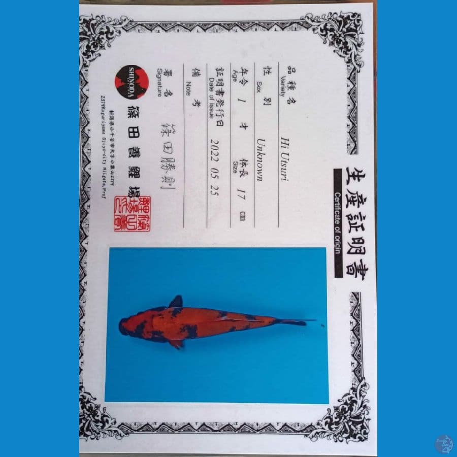 Shinoda Hi Utsuri sz 25cm