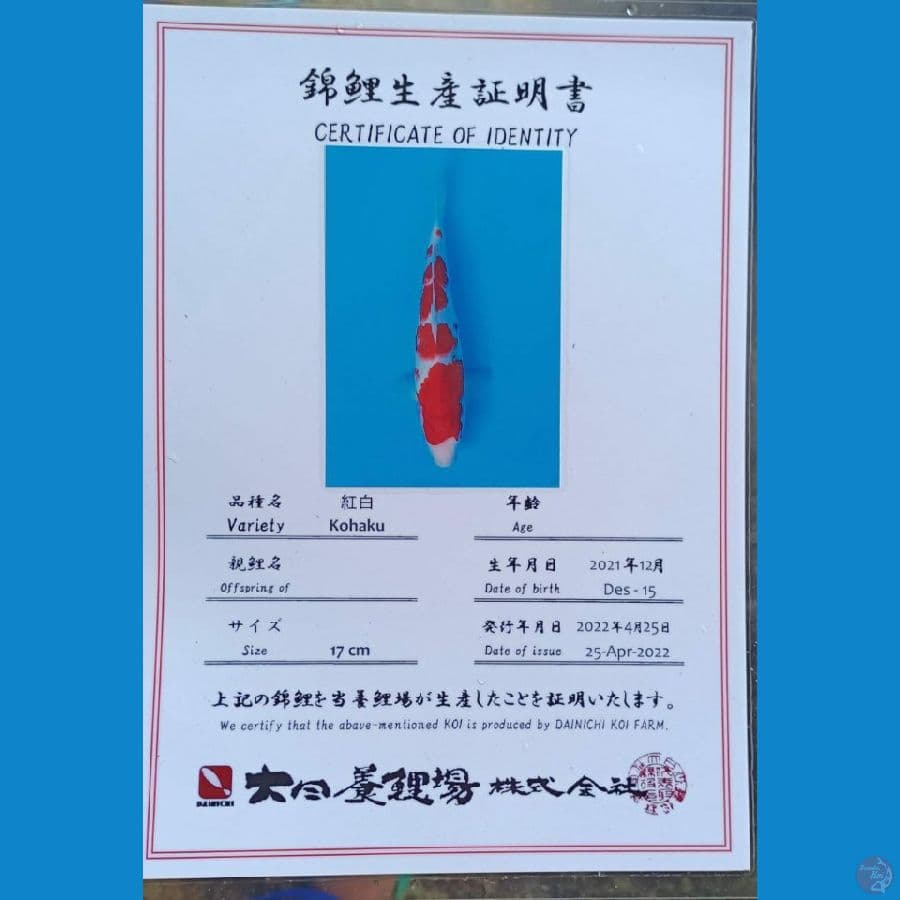 Dainichi Kohaku sz 29cm