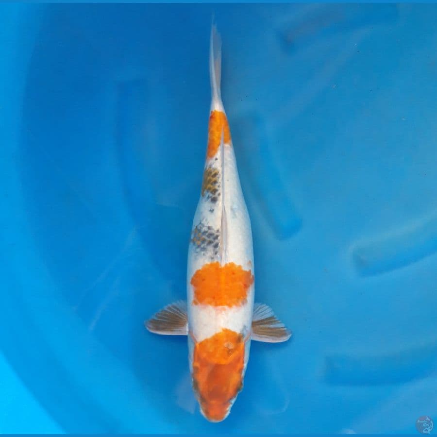 Showa Female 44cm