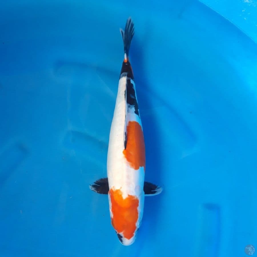 Doitsu Showa 42cm Female
