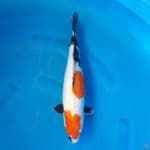 Doitsu Showa 42cm Female