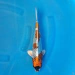 Kujaku Male 35cm