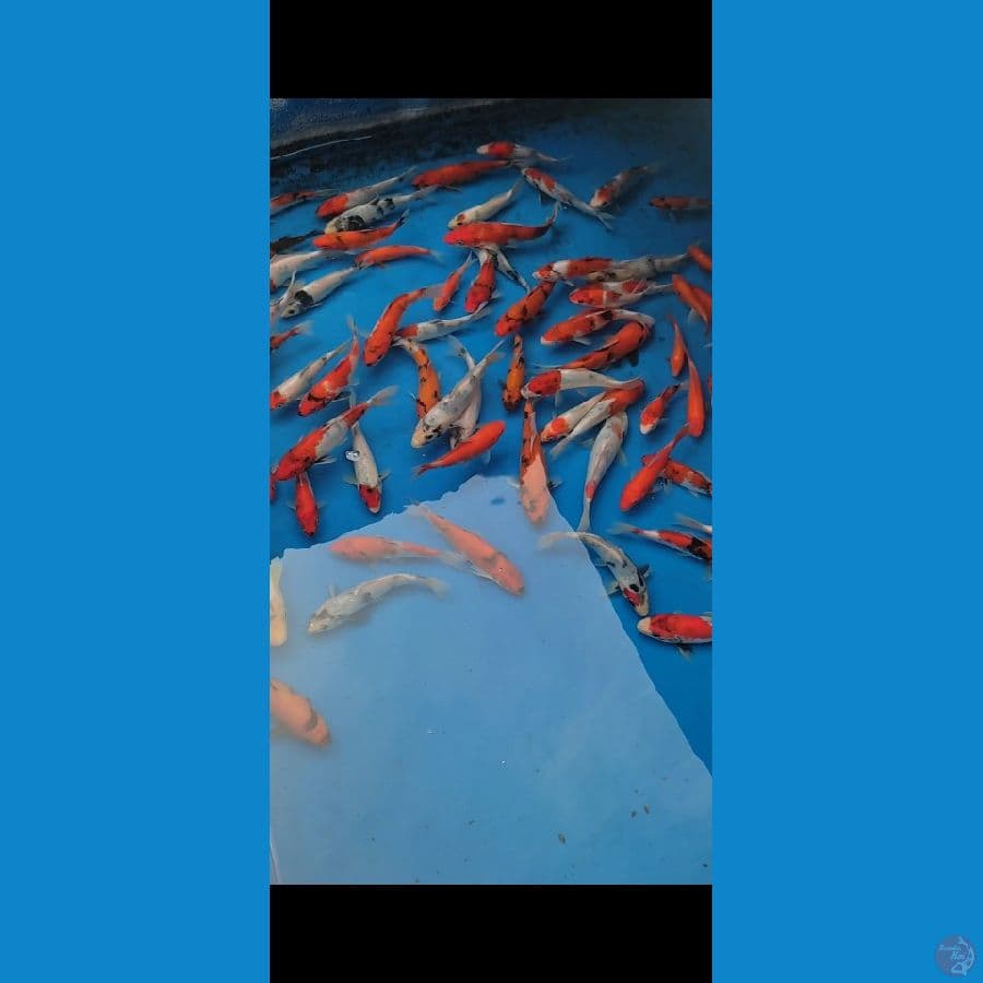 Showa mix 75 ekor 12-17cm