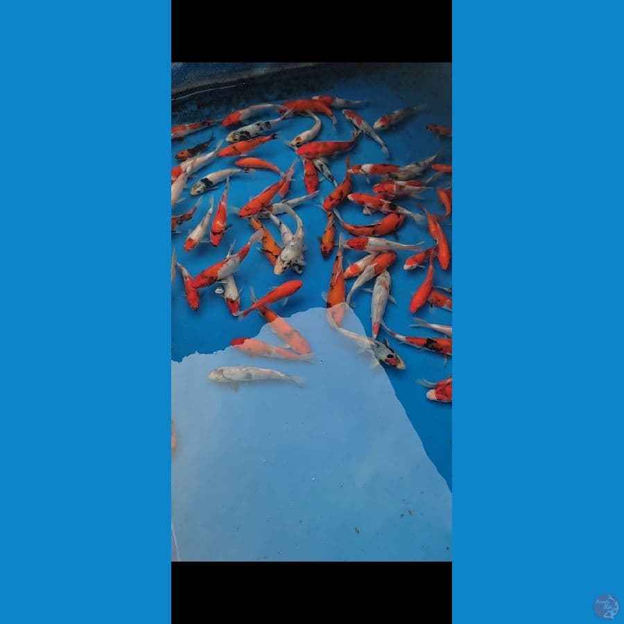 Showa mix 75 ekor 12-17cm