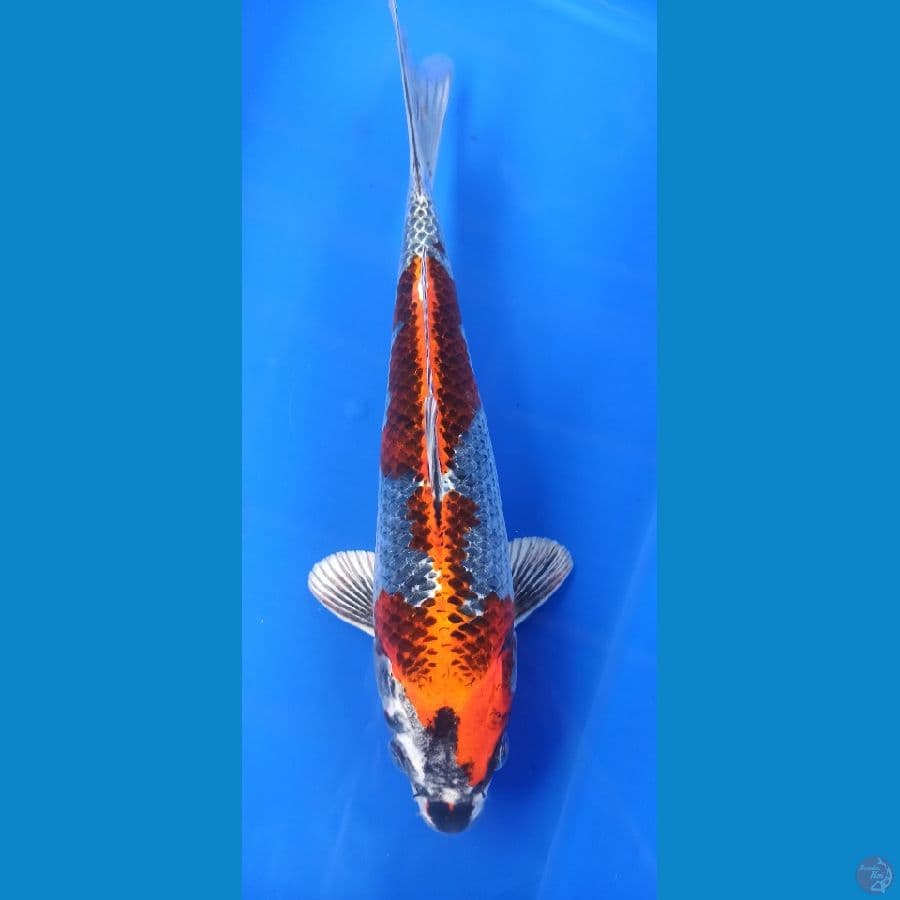kujaku 30.cm