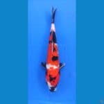 showa 23cm