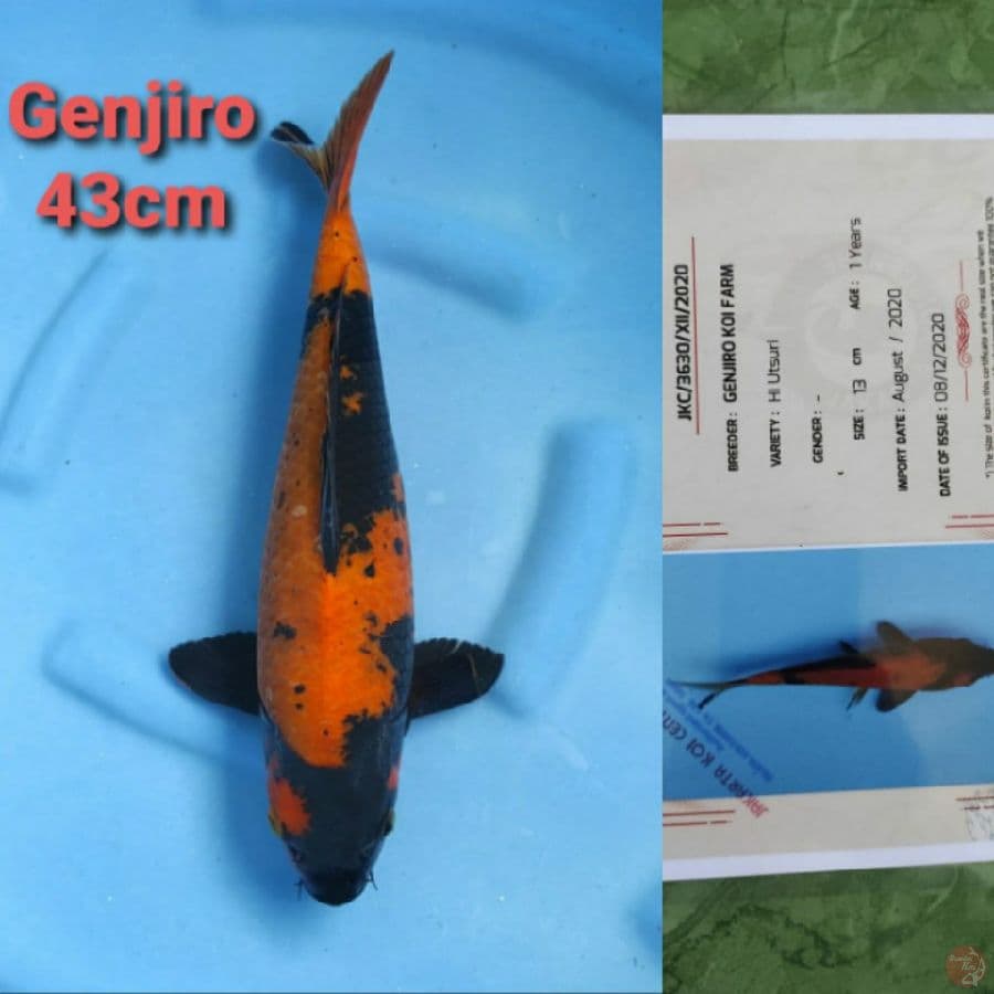 GENJIRO HIUTSURI 43CM